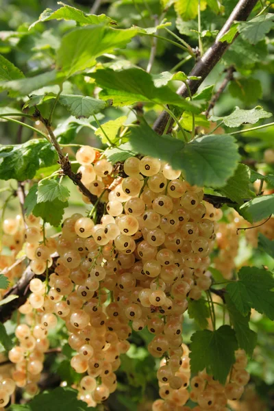 stock image Currant