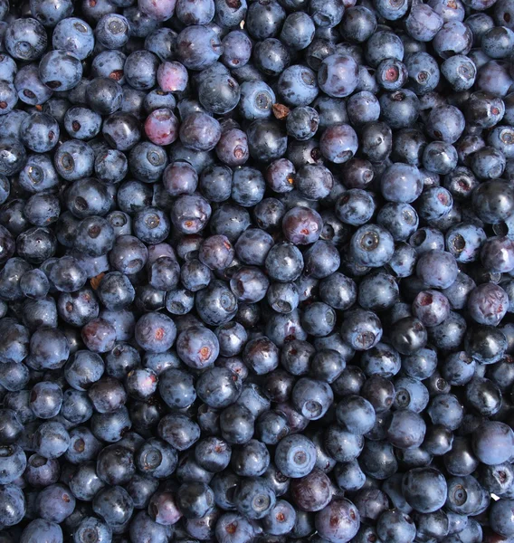 Stock image Blueberries