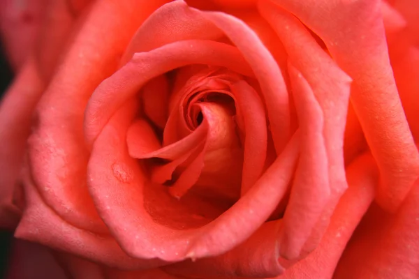 玫瑰背景 — 图库照片