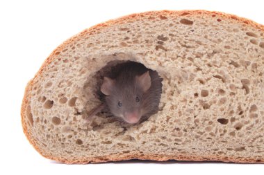 Mouse and bread clipart