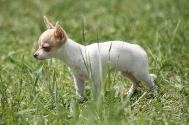 küçük chihuahua