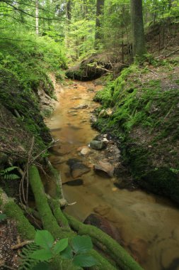 Orman Nehri