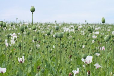 Poppy field clipart