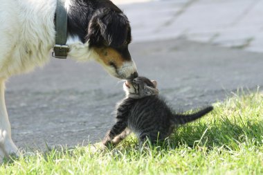 Kedi ve köpek.