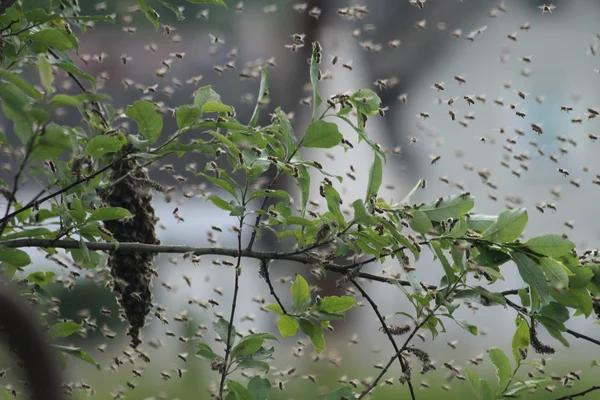 Бджола кластер — стокове фото
