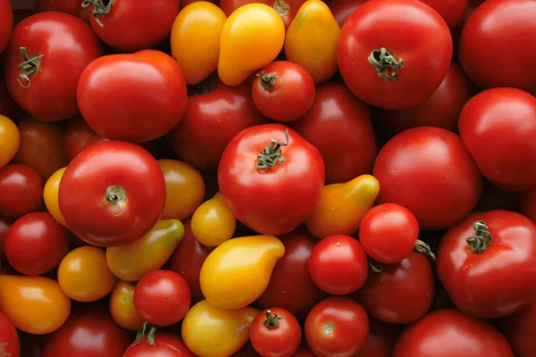 Tomater bakgrund — Stockfoto