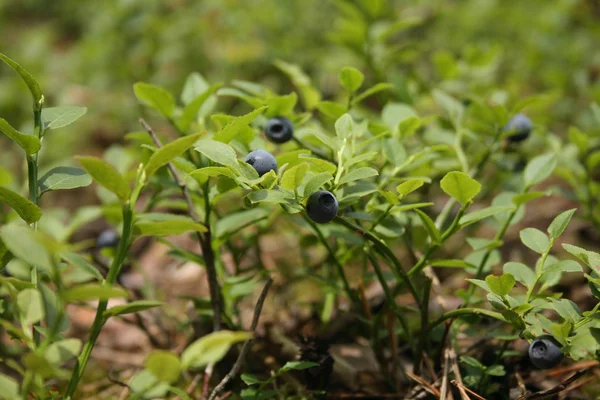 stock image Blueberries