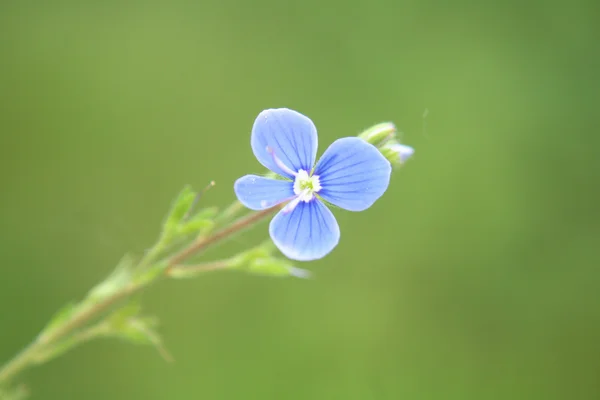Ωραίο μπλε λουλούδι — Φωτογραφία Αρχείου