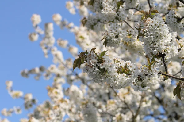 Pommier de printemps — Photo