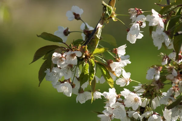 Bahar elması çiçekleri — Stok fotoğraf
