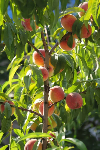 Peach tree — Stock Photo, Image
