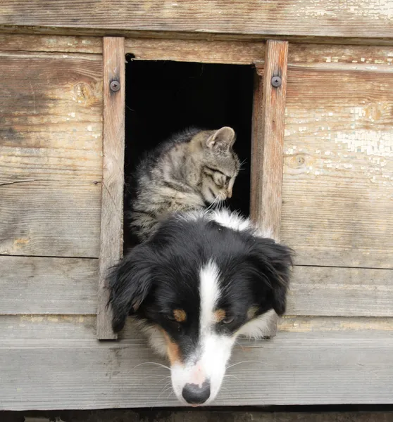 Kedi ve köpek vasıl ev — Stok fotoğraf