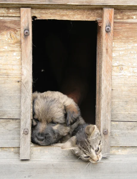 Kedi ve köpek vasıl ev — Stok fotoğraf