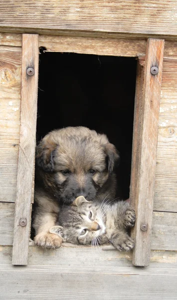 Kedi ve köpek vasıl ev — Stok fotoğraf