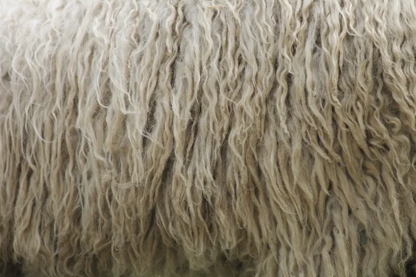 Текстура шерсти — стоковое фото