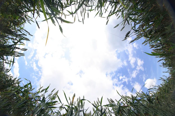 Gouden maïs en blauwe hemel — Stockfoto