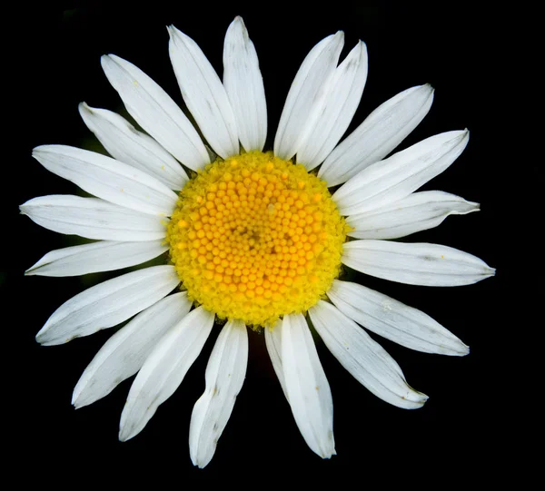 stock image White flower