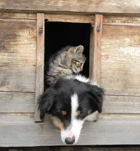 Γάτα και σκύλος στο σπίτι Royalty Free Εικόνες Αρχείου