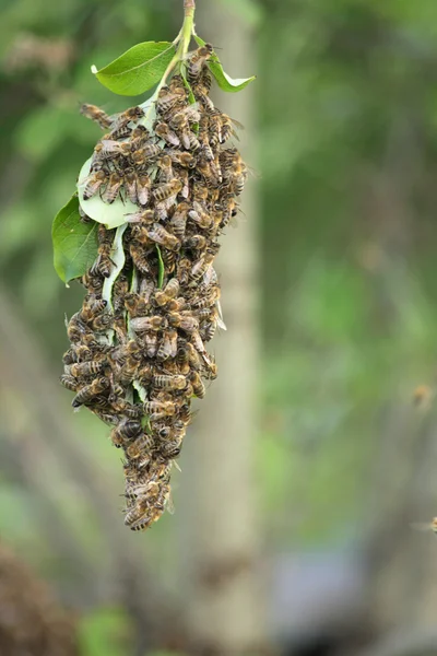 群蜜蜂 — 图库照片