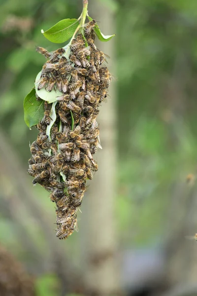 stock image Cluster of bees