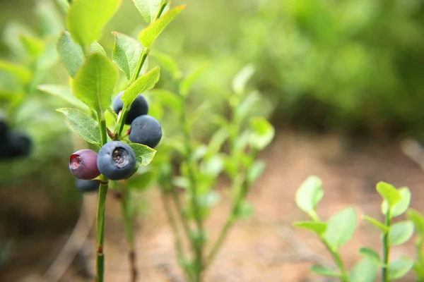 stock image Blueberries