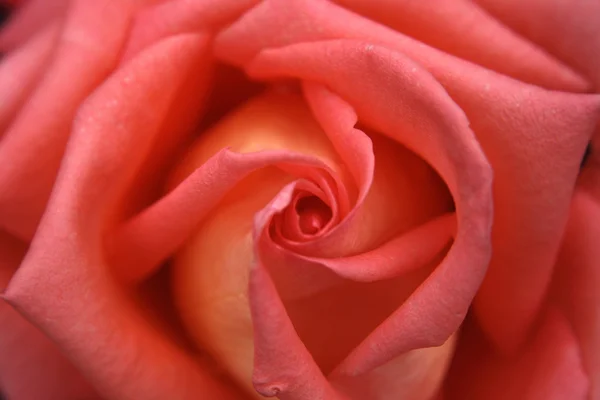 Rose sfondo — Foto Stock