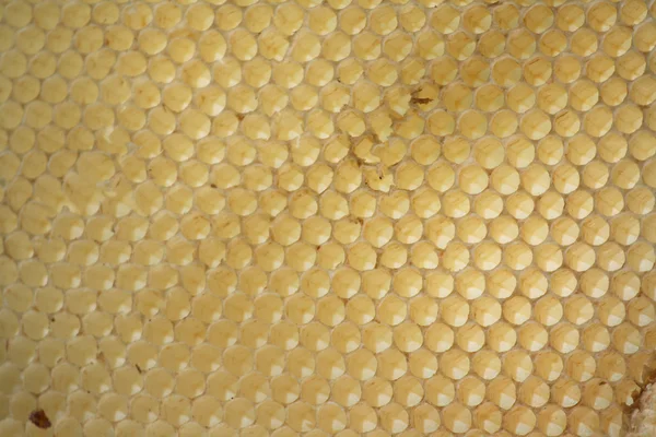 Leere Honigzellen — Stockfoto