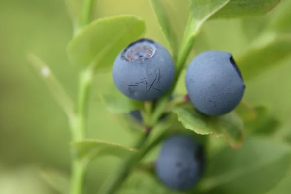 stock image Blueberries