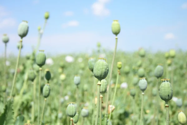 stock image Poppy field