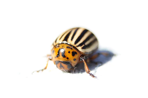 Bug su sfondo bianco — Foto Stock