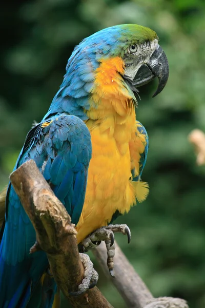 Color parrot — Stock Photo, Image