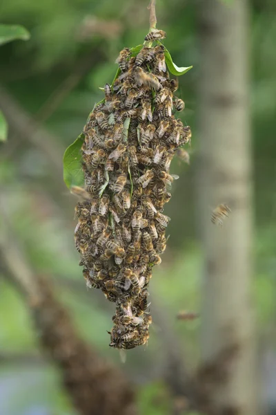 蜜蜂群集 — 图库照片