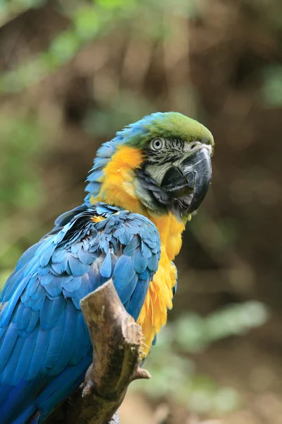 Kék papagáj — Stock Fotó