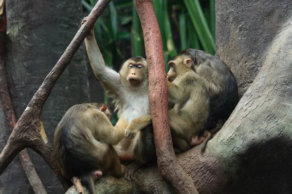 stock image Baboons