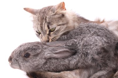 Cat and rabbit clipart