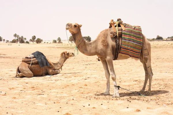 Vestsahara – stockfoto