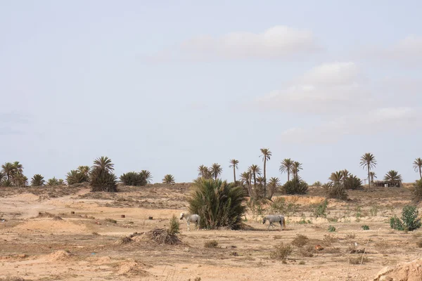 stock image Tunisia