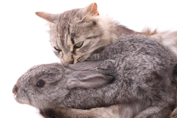 Gato e coelho — Fotografia de Stock