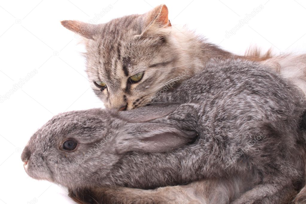 Cat and rabbit