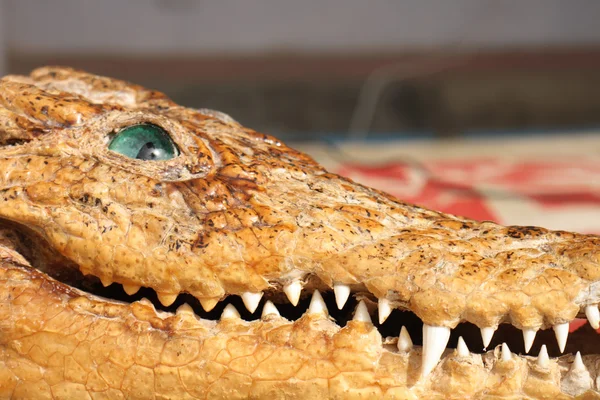 Crocodil vechi — Fotografie, imagine de stoc