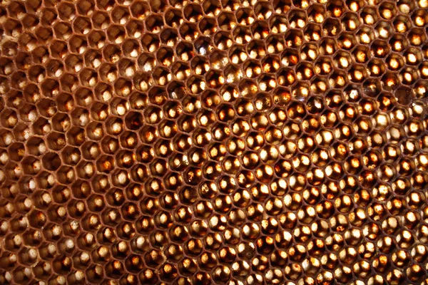 Textura de miel — Foto de Stock