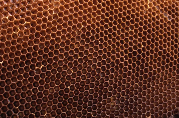 Textura de miel —  Fotos de Stock