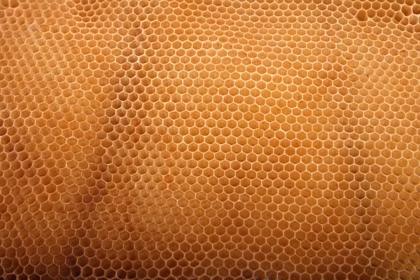 Tekstura Honey — Zdjęcie stockowe