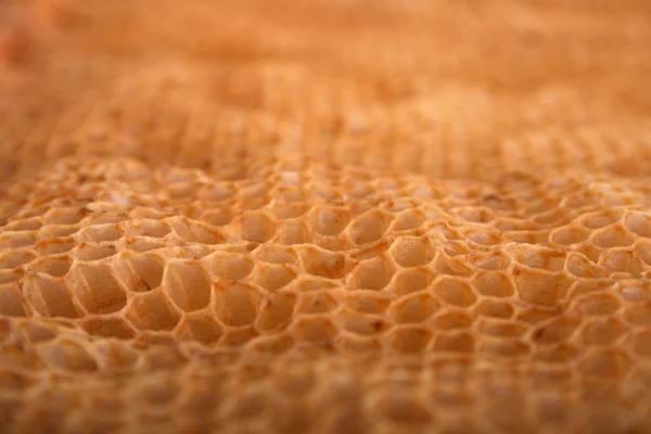 蜂蜜テクスチャ — ストック写真