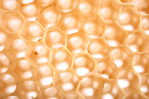 Honey texture — Stock Photo, Image