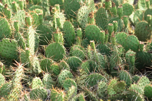 Struttura del cactus — Foto Stock