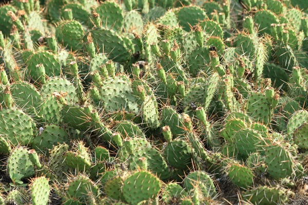 Texture de cactus — Photo