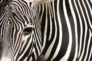 Zebra texture clipart