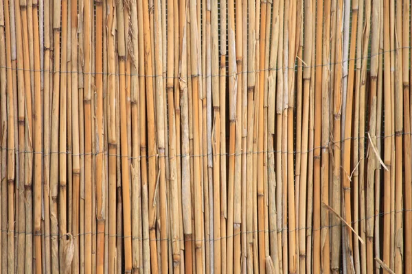 Bambus texture — Stock Photo, Image