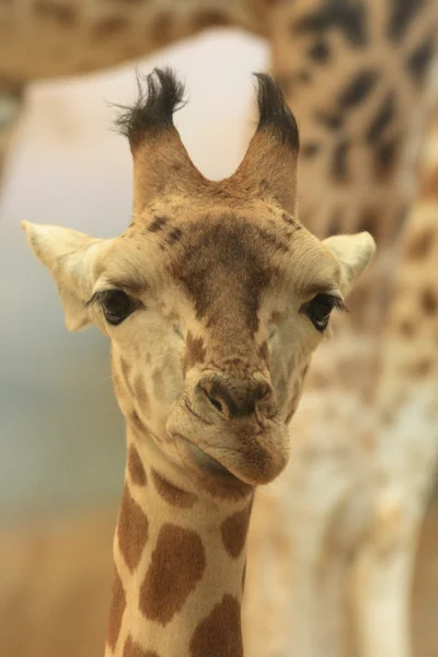 Genç zürafa — Stok fotoğraf